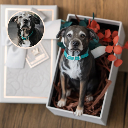 Figura de mascotas personalizadas hechas a mano